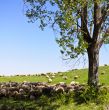 Sheeps from Transylvania