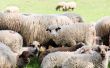 Sheeps from Transylvania