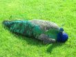 Peacock on Lawn