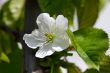 White Flower