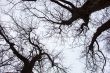 Silhouettes of bare trees