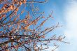 Apricot blossom branches