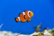 Clown fish