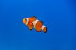 Clown fish