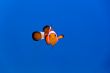 Clown fish