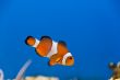 Clown fish
