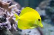 Zebrasoma yellow tang fish