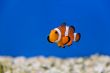 Clown fish