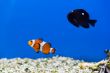 Aquarium fish