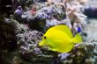 Zebrasoma yellow tang fish