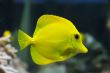 Zebrasoma yellow tang fish