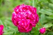 Pink peony on green background