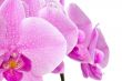 Orchid