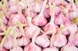 Background of fresh garlic 
