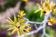 Chestnut flower buds