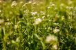 Meadow with shepherd`s-purse flowers