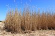 Field of reeds