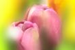 Fresh colorful tulips on blur background