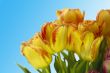 Fresh colorful tulips on blur background