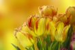 Fresh colorful tulips on blur background