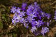 Snowdrops flowers lilac color of spring grass.