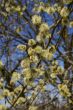 Fluffy soft willow buds in early spring.