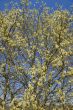 Fluffy soft willow buds in early spring.