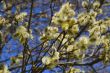 Fluffy soft willow buds in early spring.