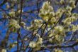 Fluffy soft willow buds in early spring.