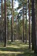 Tall pines and spruce forest in the spring.