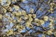 Fluffy soft willow buds in early spring.