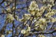 Fluffy soft willow buds in early spring.