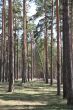 Tall pines and spruce forest in the spring.