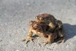 Two frogs. One sits on the other. Frogs crawl through asphalted 