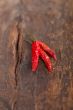 dry red chili peppers 