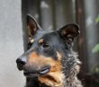 Portrait of mature dog sitting on the backyard