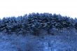 Trees covered with hoarfrost and snow in mountains