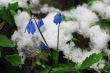 First Spring Flowers growing in the forest