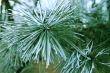 Snow laying on the green pins of Christmas tree