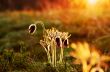 Pasque Wild Flower Group in setting sun 