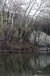 Aspen on the river bank
