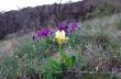 Wild yellow  iris flower growing in nature