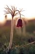 Pasque-flower growing in nature on sunset, macro spring floral b