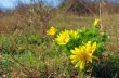 Wild yellow adonis  growing in nature, floral natural background