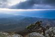 mountain pine in the background is Demerdji in the Crimea 