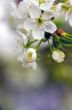 Cherry blossom closeup over natural background