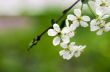 Cherry blossom closeup over natural background