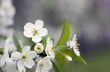 Cherry blossom closeup over natural background