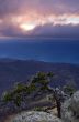 mountain pine in the background is Demerdji in the Crimea 