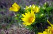 Wild yellow adonis growing in nature, floral natural background 